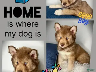 Siberian Husky dogs Cedar - Ad 30