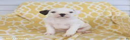 Boxer dogs for sale: Ace - Ad 5
