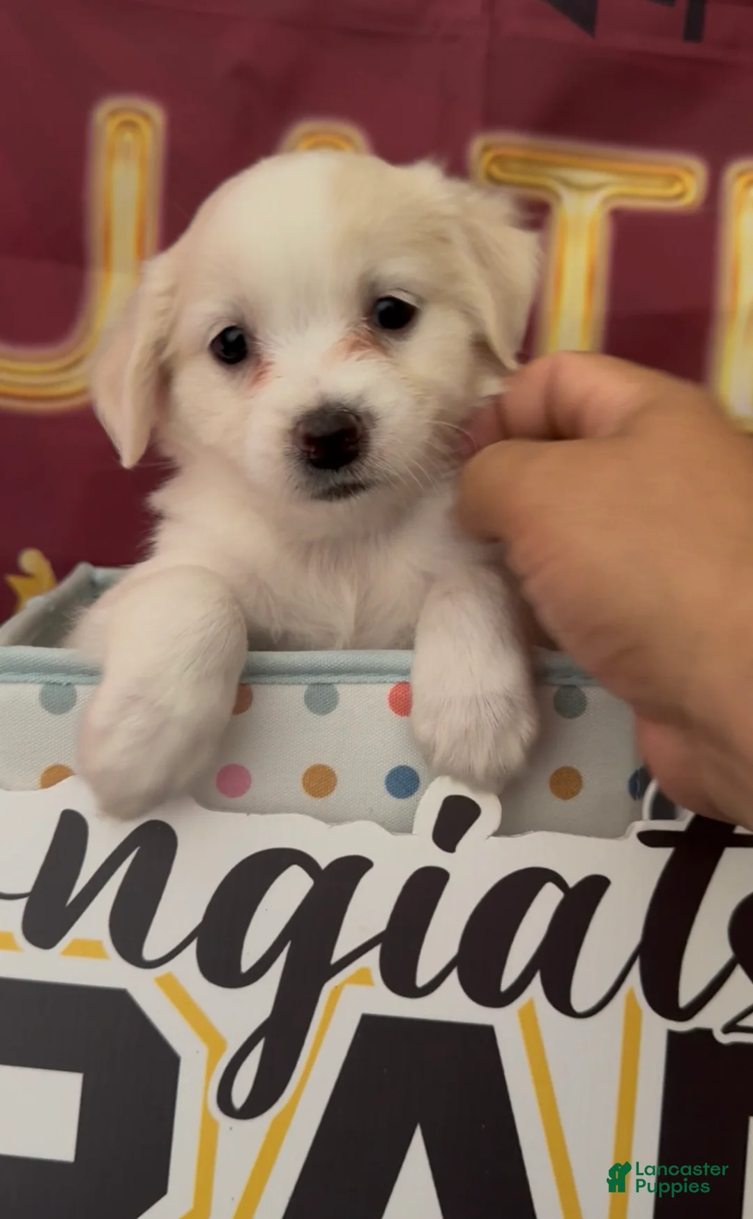 Mixed Breed dogs for sale: Puppy girl - Ad 2