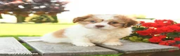 Teddy Bear dogs for sale: Kevin - Ad 3
