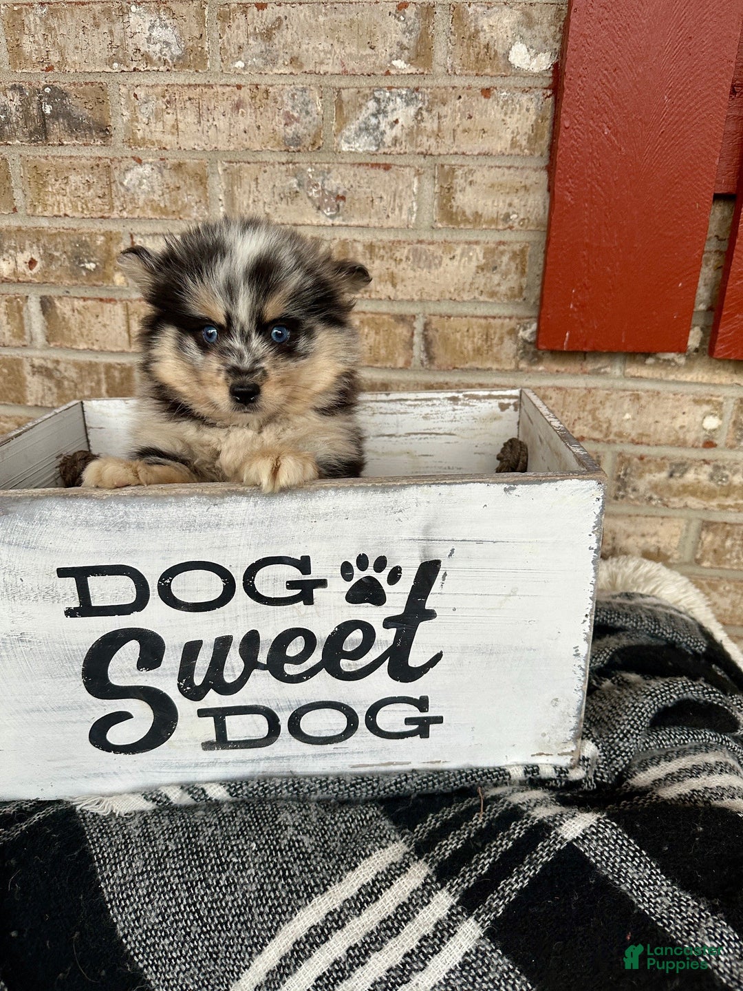 Pomsky dogs for sale: Mini Pomsky Lilly - Ad 7