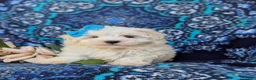 Maltese dogs for sale: Joy 7 lbs Full Grown - Ad 4