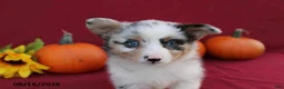 Mixed Breed dogs for sale: Autumn - Ad 4