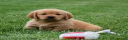 Golden Retriever dogs for sale: Macy - Ad 1