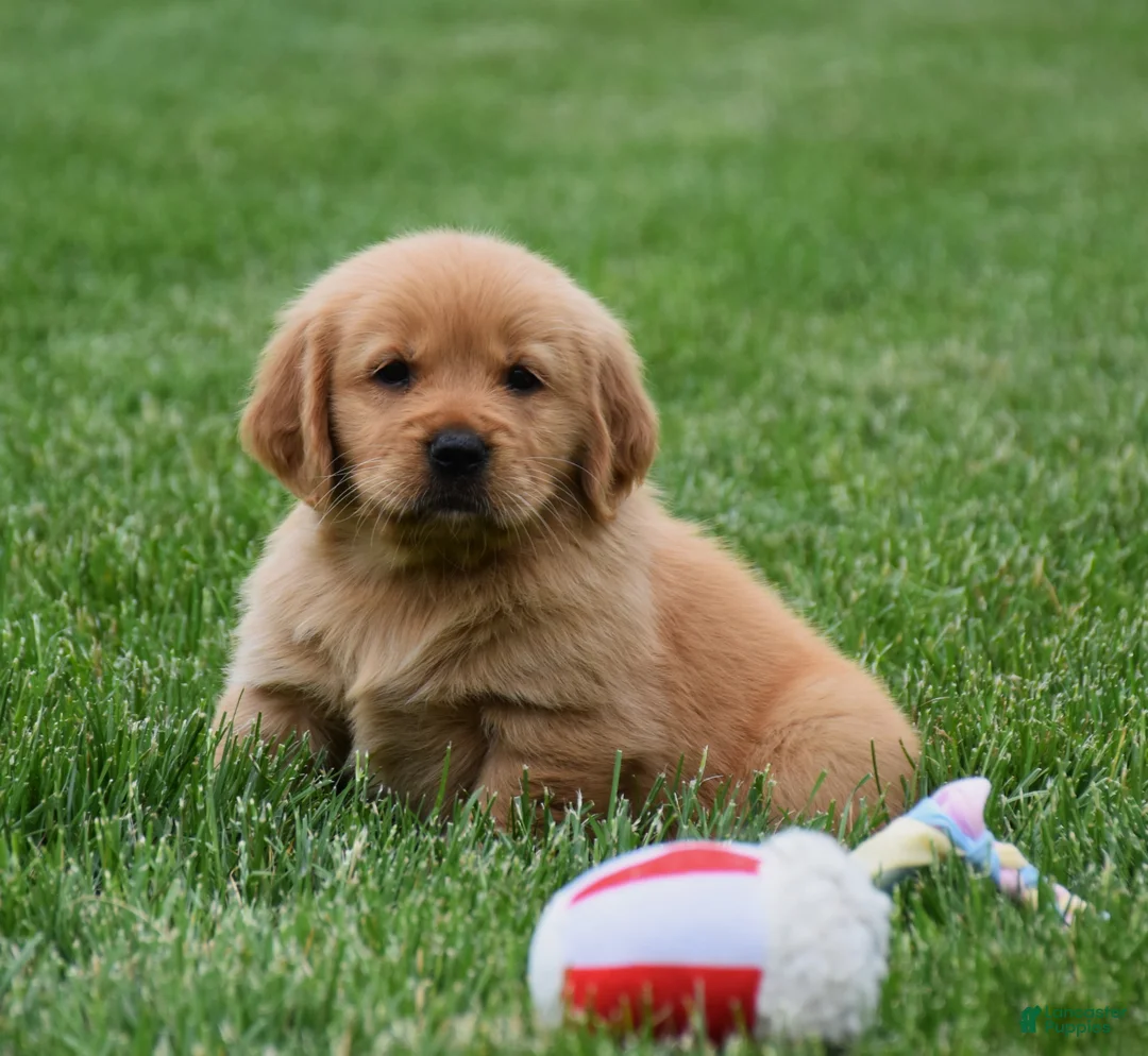 Golden Retriever dogs for sale: Macy - Ad 1