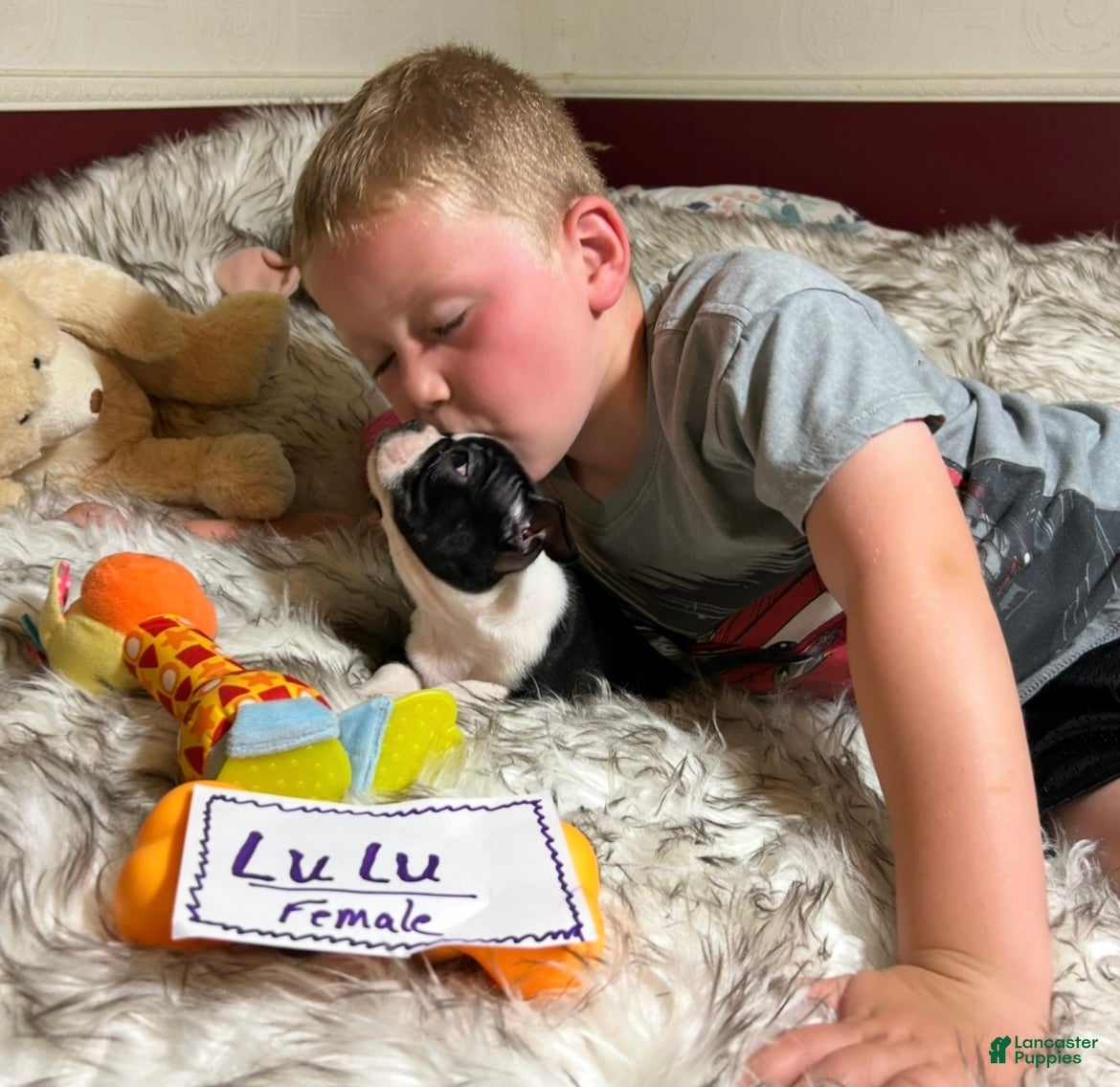 Boston Terrier dogs  LuLu - Ad 1