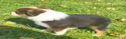 Mixed Breed dogs for sale: Belle - Ad 3