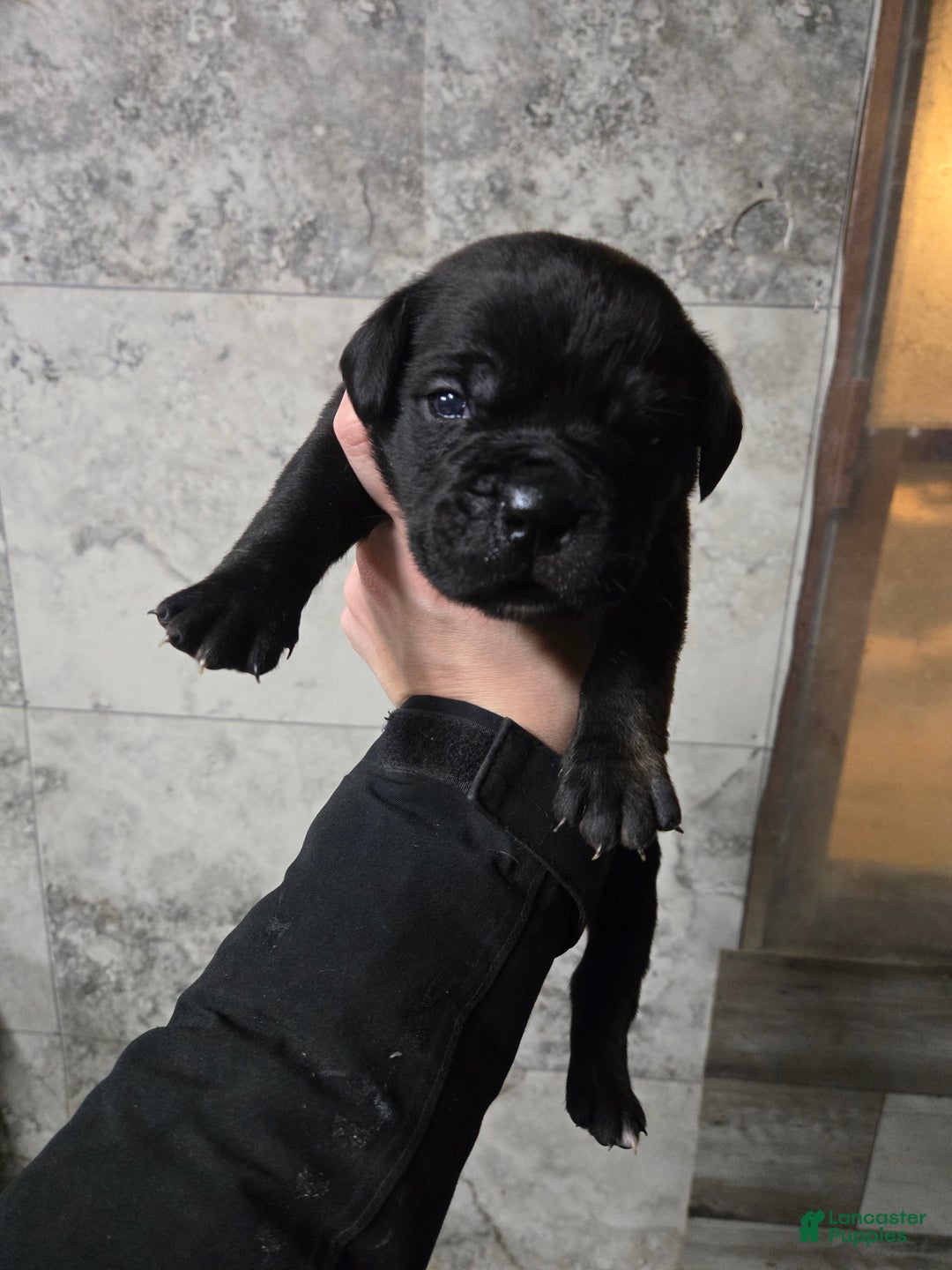 Cane Corso dogs for sale: Luigi  - Ad 1