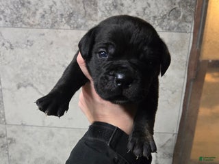 Cane Corso dogs Luigi - Ad 38
