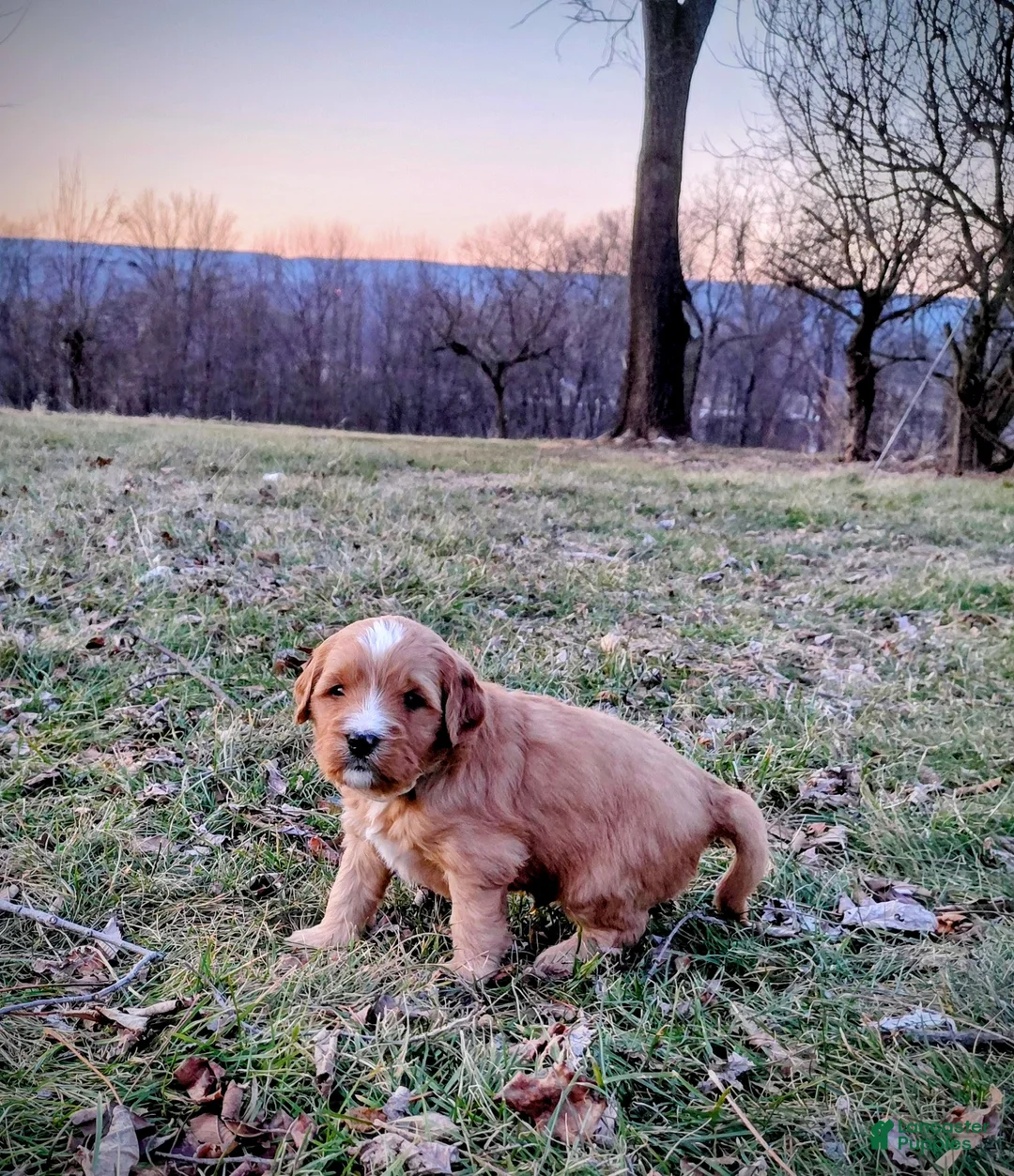 Mini Goldendoodle dogs for sale: Mini Goldendoodle (Max) - Ad 5