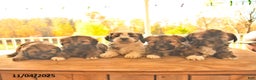 Shorkie dogs for sale: Maple   - Ad 10