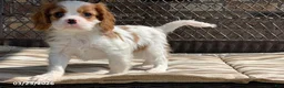 Cavalier King Charles Spaniel dogs for sale: Max - Ad 8