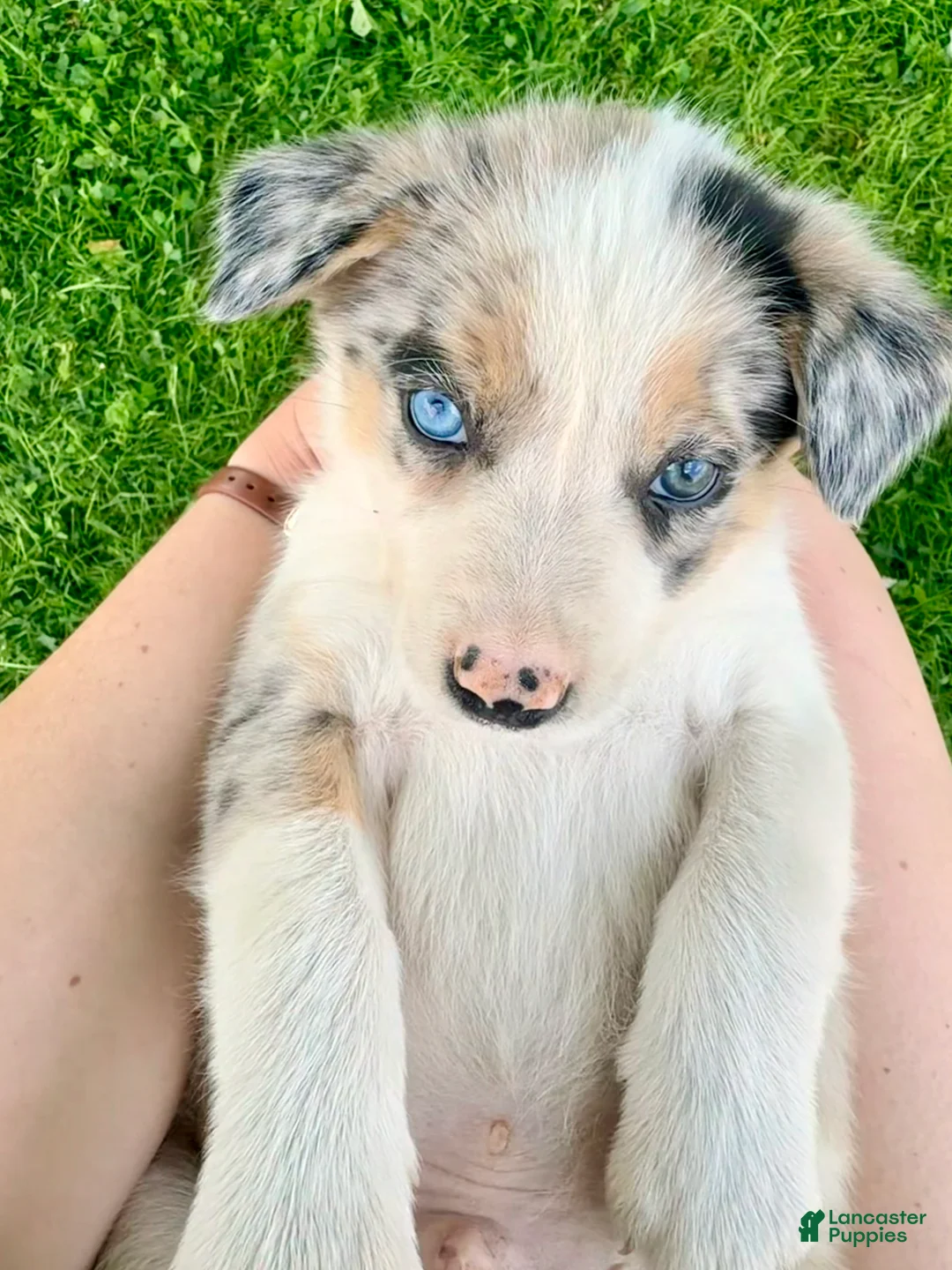 Border Collie dogs for sale: Oliver - Ad 2
