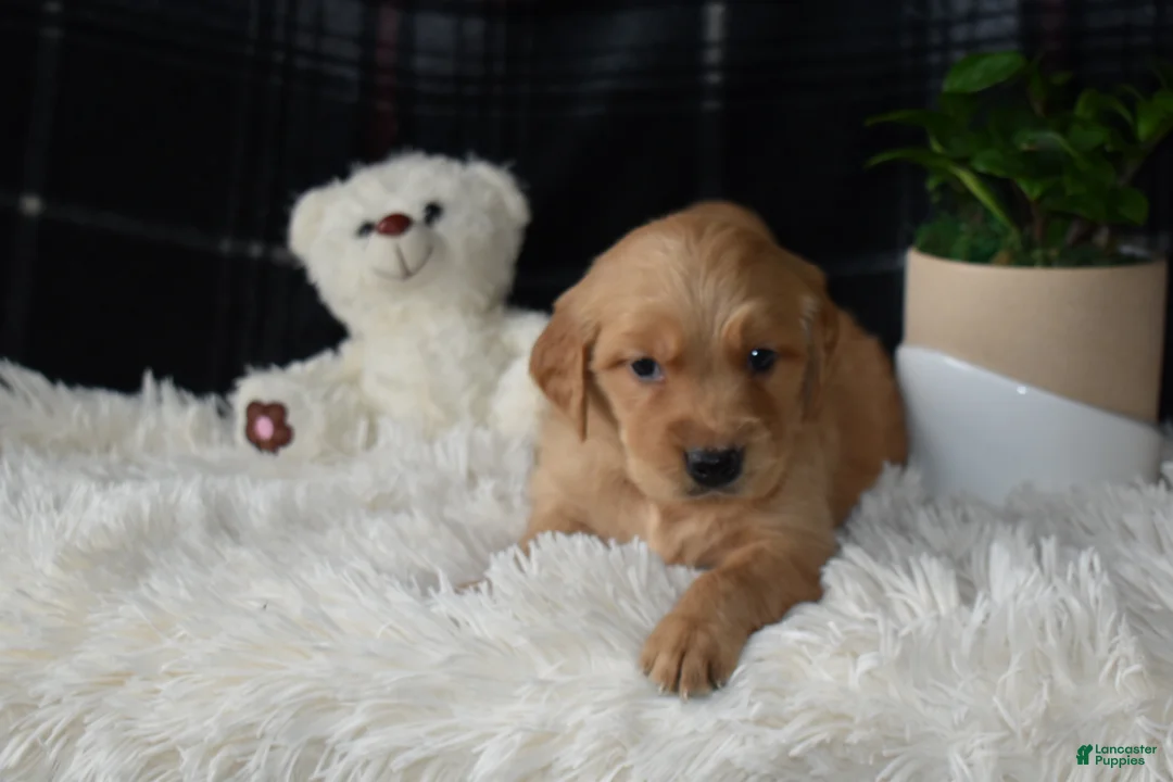 Golden Retriever dogs for sale: Lado - Ad 5