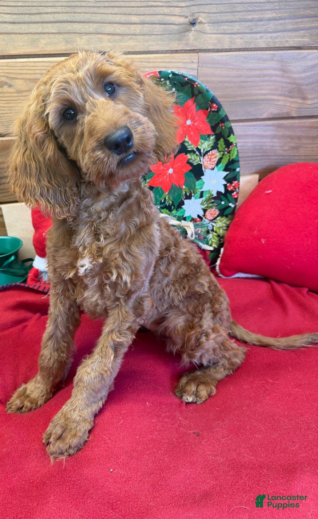 Mini Goldendoodle dogs for sale: Pumpkin - Ad 3