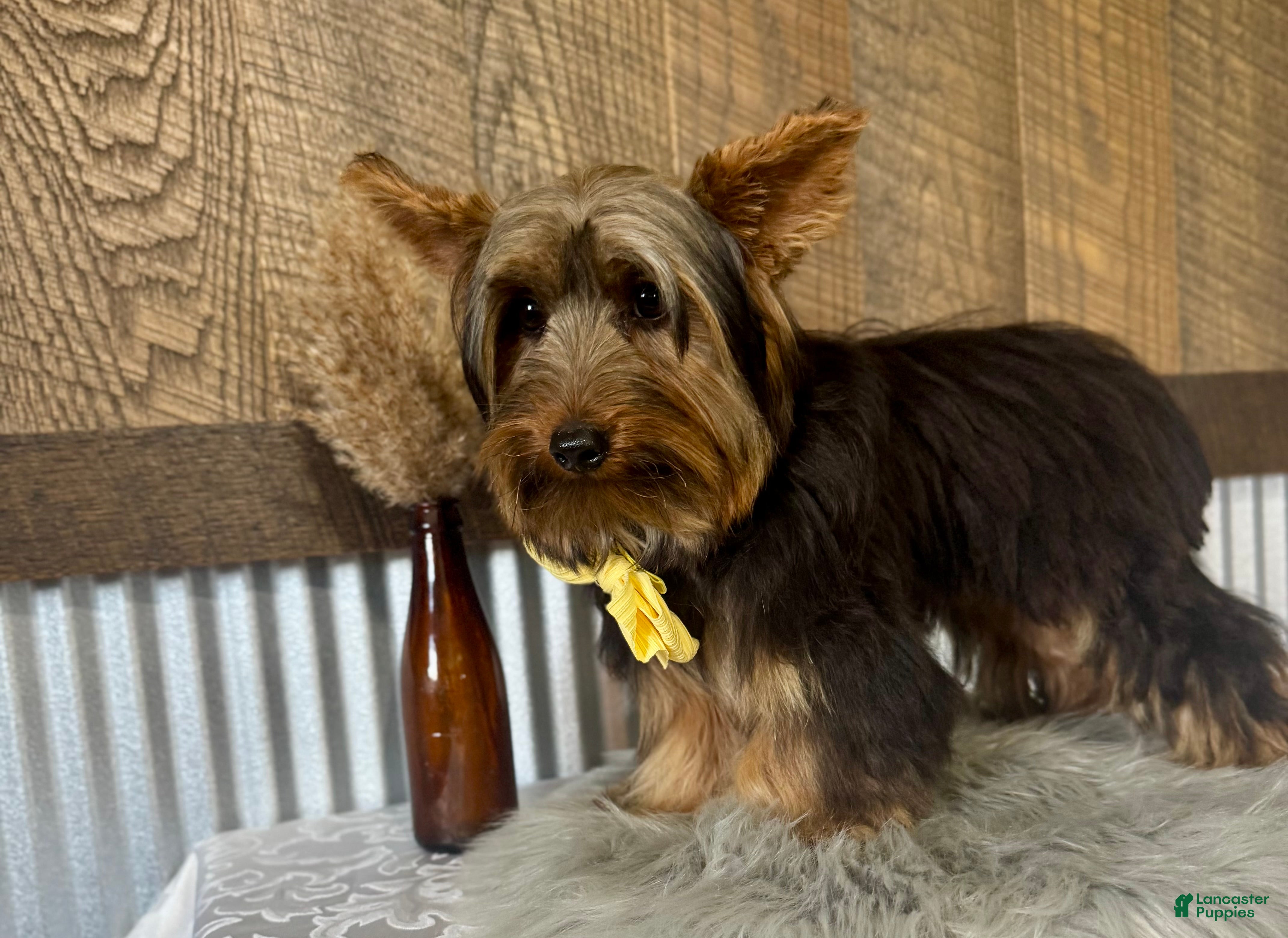 Yorkshire Terrier dogs Miles - Ad 2
