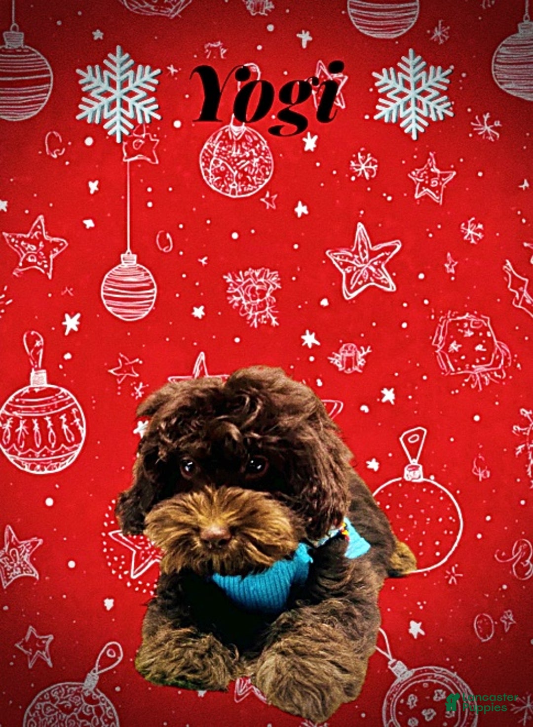 Havapoo dogs for sale: Yogi - Ad 6