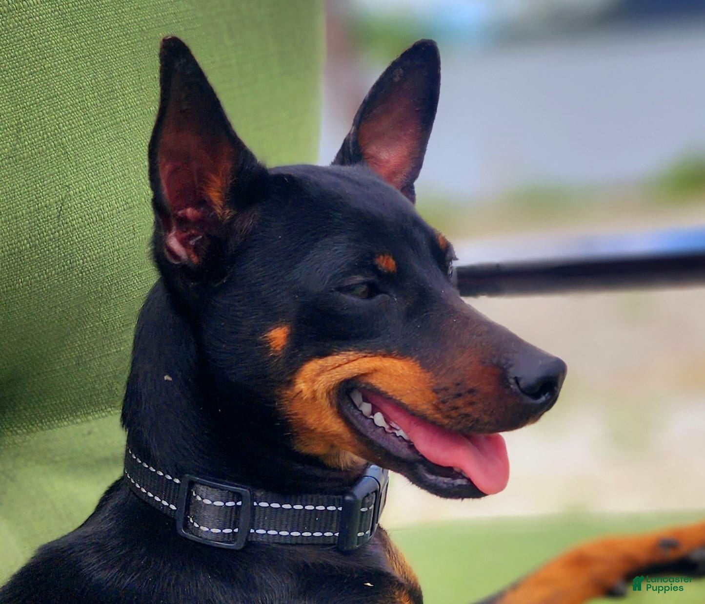 Miniature Pinscher dogs for sale: Black - Ad 3