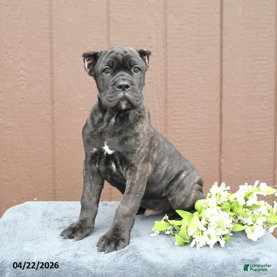 Cane Corso dogs Brody - Ad 1