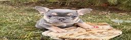French Bulldog dogs for sale: Reese - Ad 3
