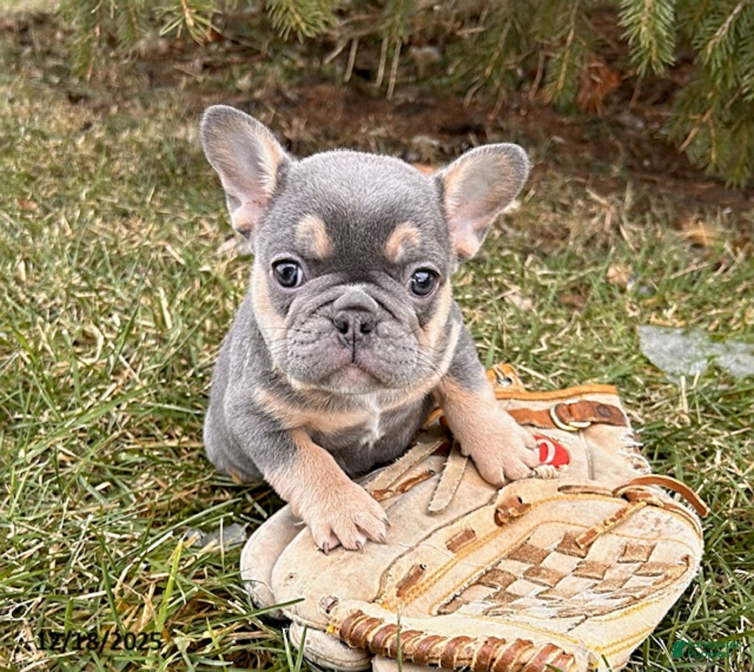 French Bulldog dogs for sale: Reese - Ad 3