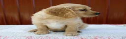 Miniature Golden Retriever dogs for sale: Gus - Ad 5