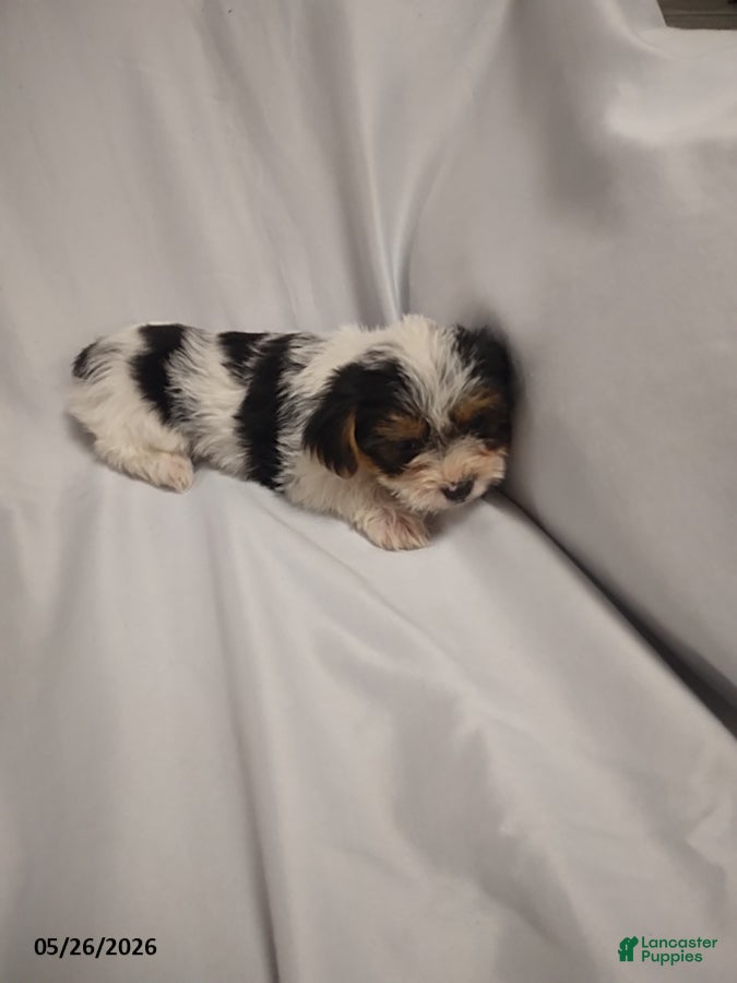 Yorkshire Terrier dogs Emma - Ad 2