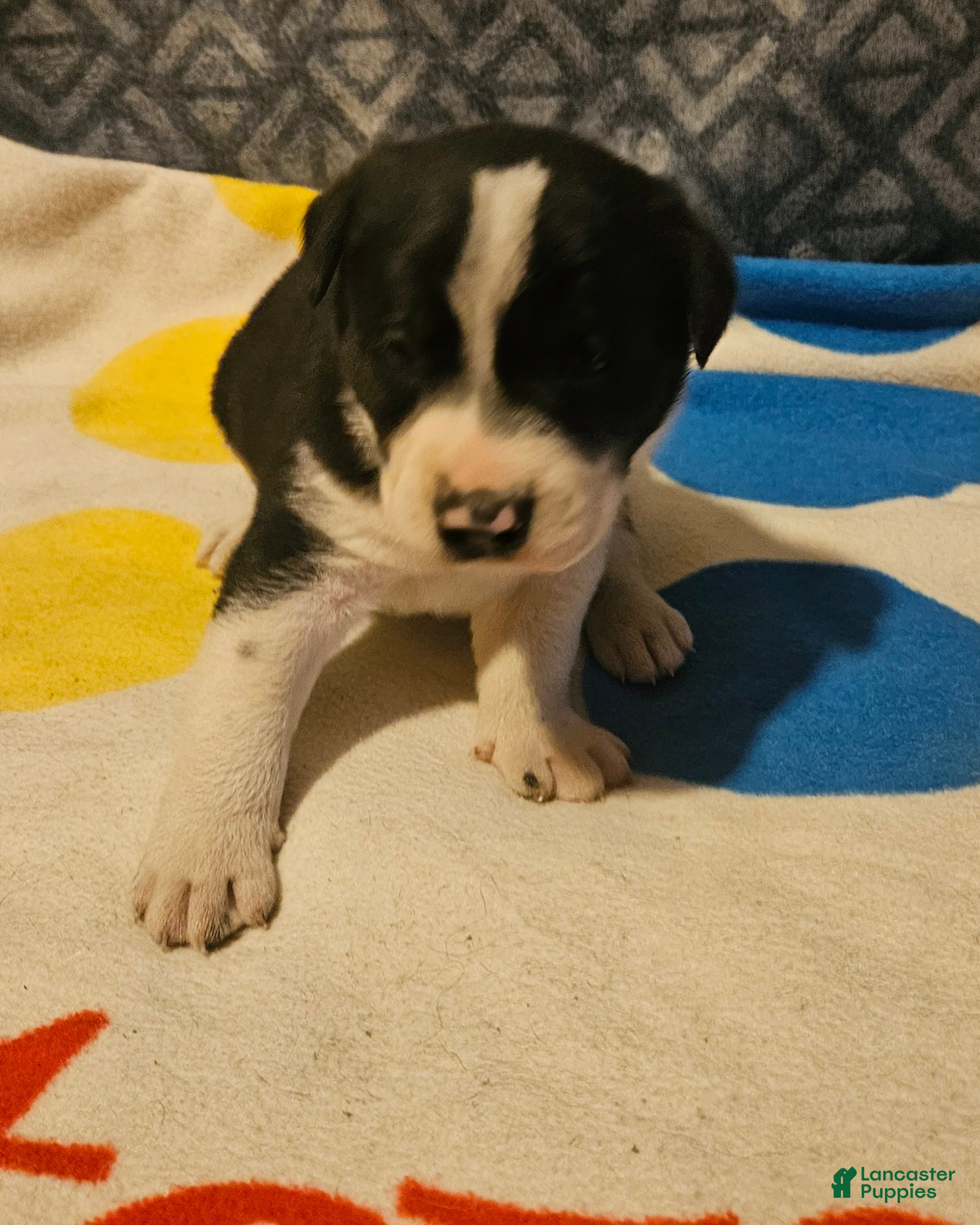 Border Collie dogs Bo - Ad 17