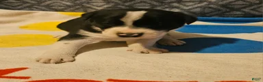 Bo
