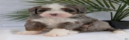 Mini Bernedoodle dogs for sale: Mini Darcy  - Ad 6