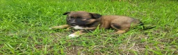 Mixed Breed dogs for sale: Ashley  - Ad 4