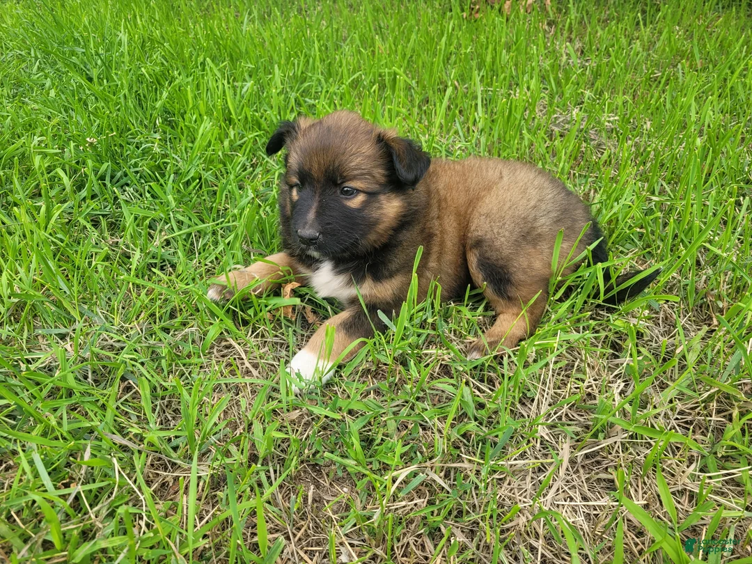 Mixed Breed dogs for sale: Ashley  - Ad 4