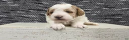 Miniature Poodle dogs for sale: Max - Ad 6