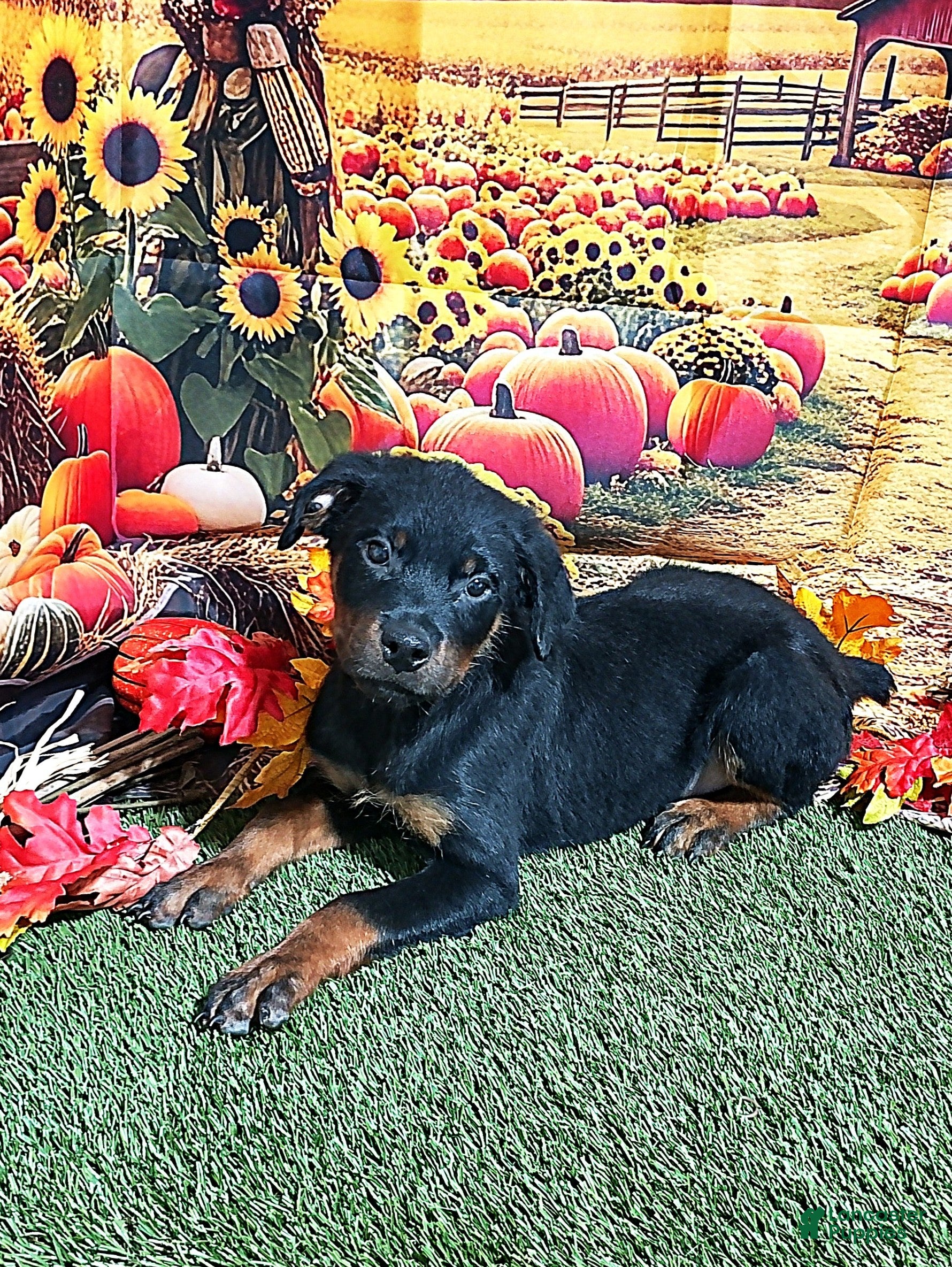 Rottweiler dogs Moose - Ad 1