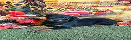 Rottweiler dogs for sale: Moose - Ad 1