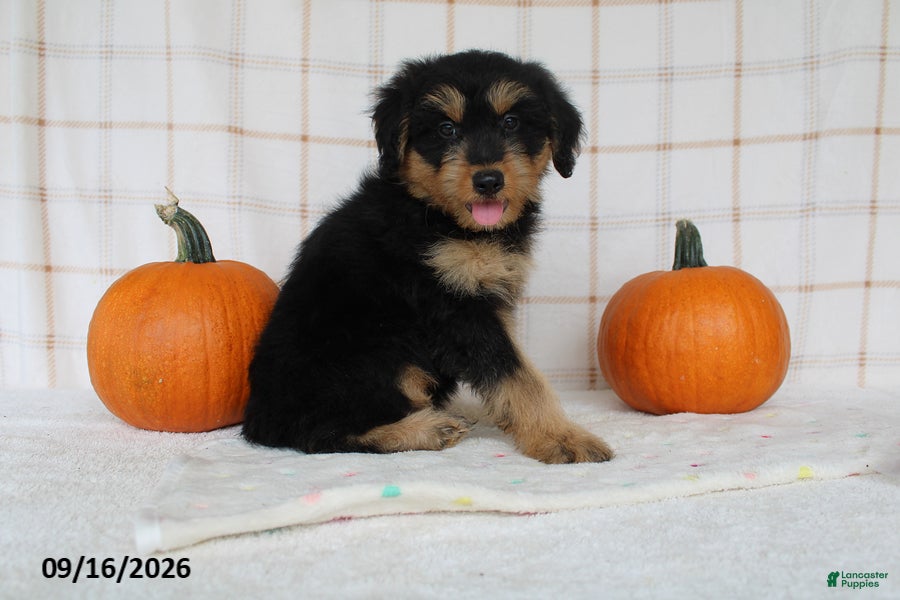 Mini Aussiedoodle dogs Bo - Ad 1
