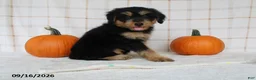 Mini Aussiedoodle dogs for sale: Bo - Ad 1