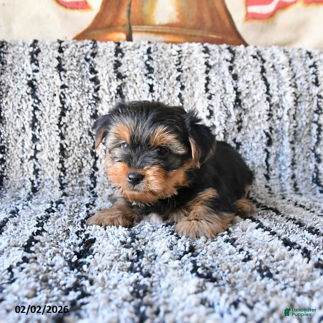 Yorkshire Terrier dogs for sale: Duke - Ad 1
