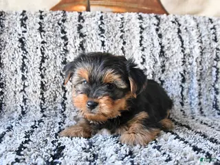 Yorkshire Terrier dogs Duke - Ad 3