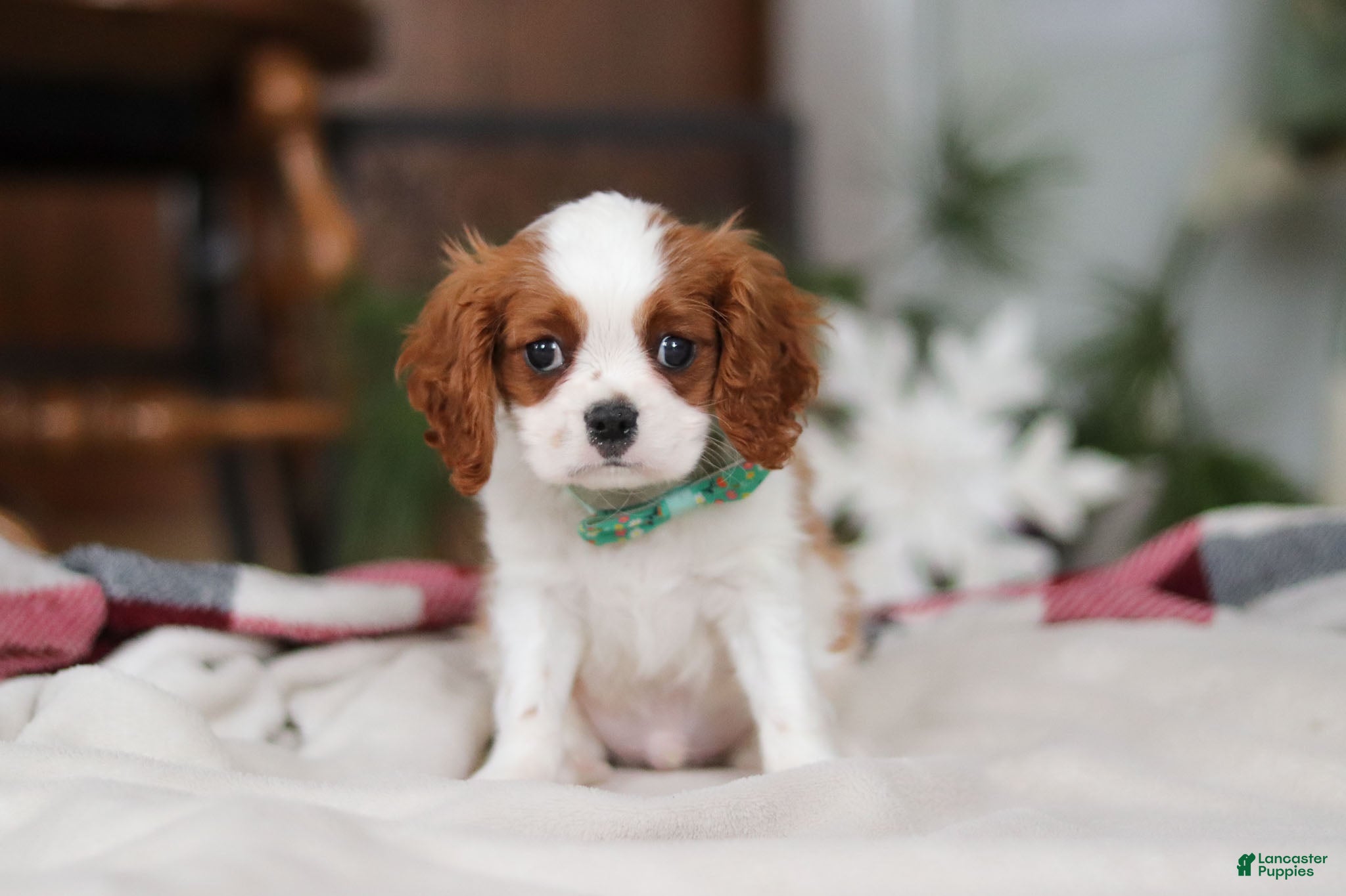 Cavalier King Charles Spaniel dogs Landon - Ad 24