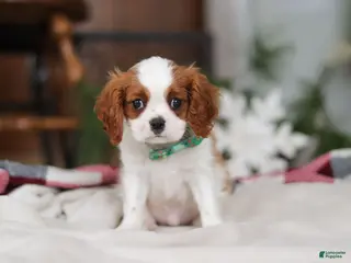 Cavalier King Charles Spaniel dogs Landon - Ad 7