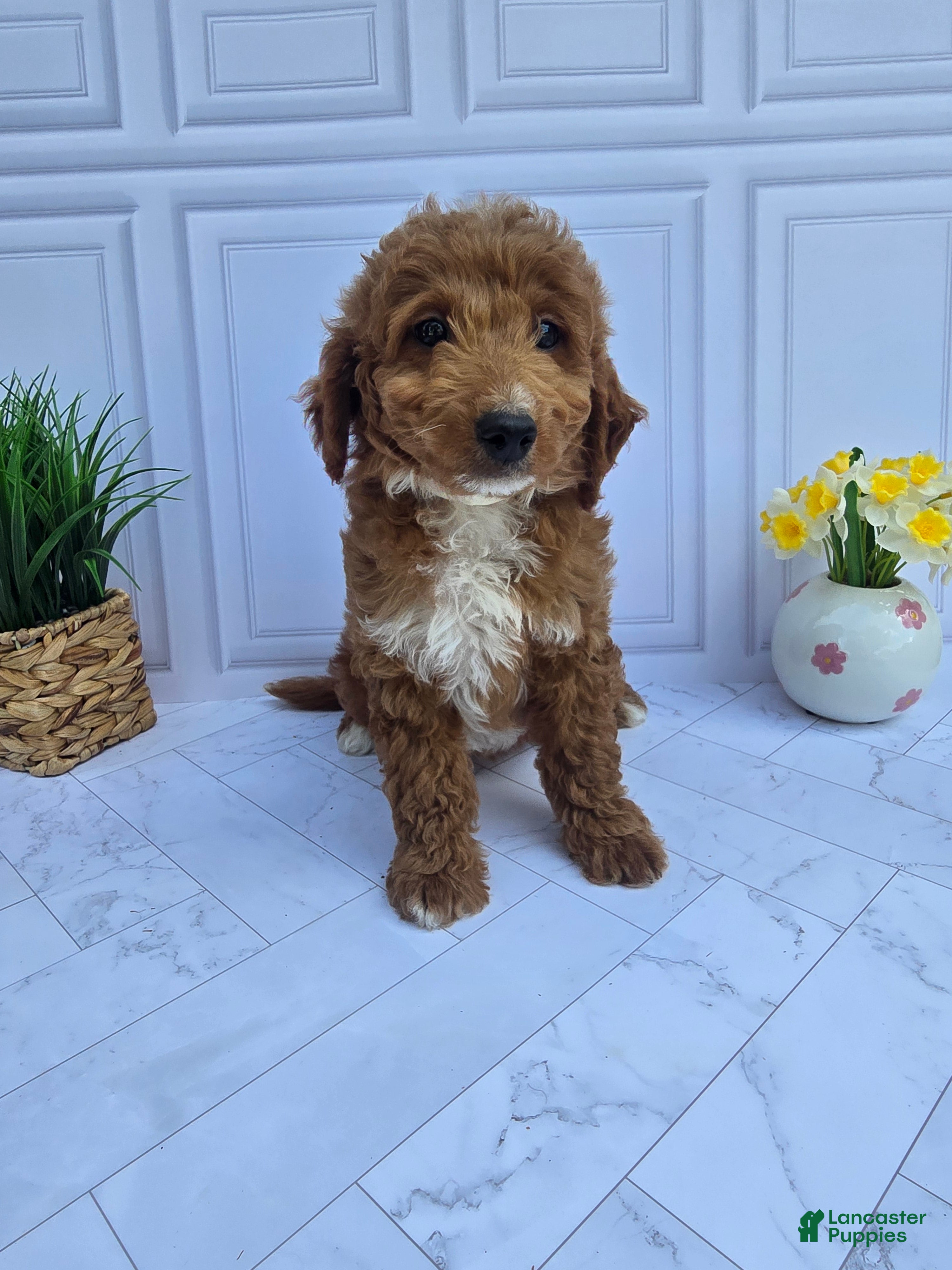 Mini Goldendoodle dogs Mini Goldendoodle 7 - Ad 1