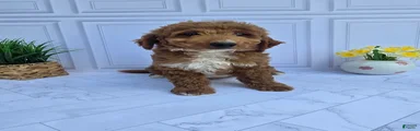 Mini Goldendoodle 7