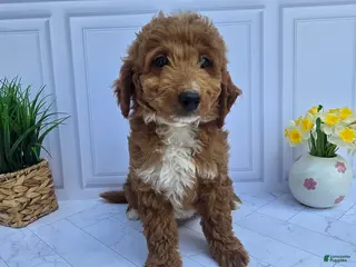 Mini Goldendoodle dogs for sale: Mini Goldendoodle 7 - Ad 4