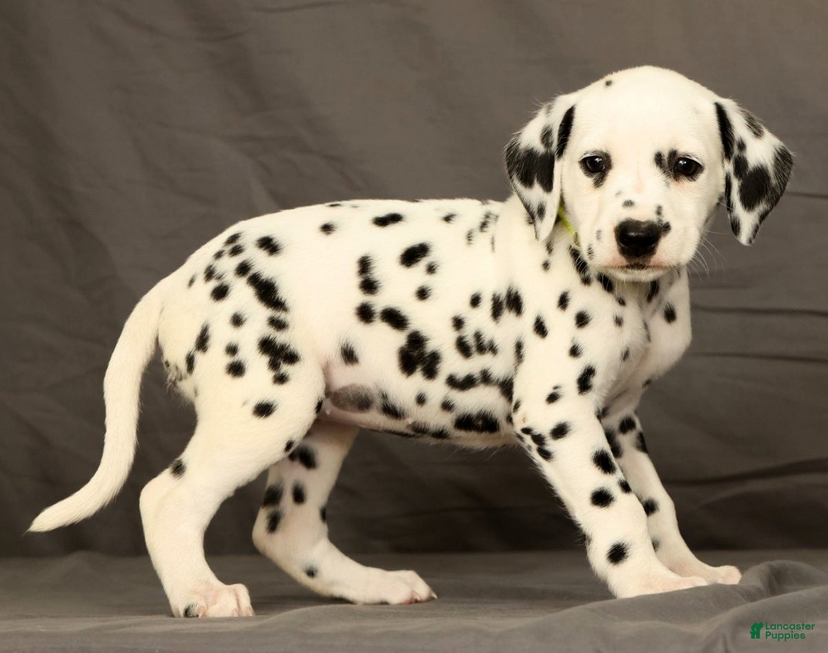 Dalmatian dogs Connie - Ad 2