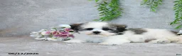 Teddy Bear dogs for sale: Lee - Ad 4