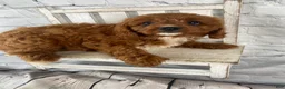 Cavapoo dogs for sale: Tucker - Ad 2