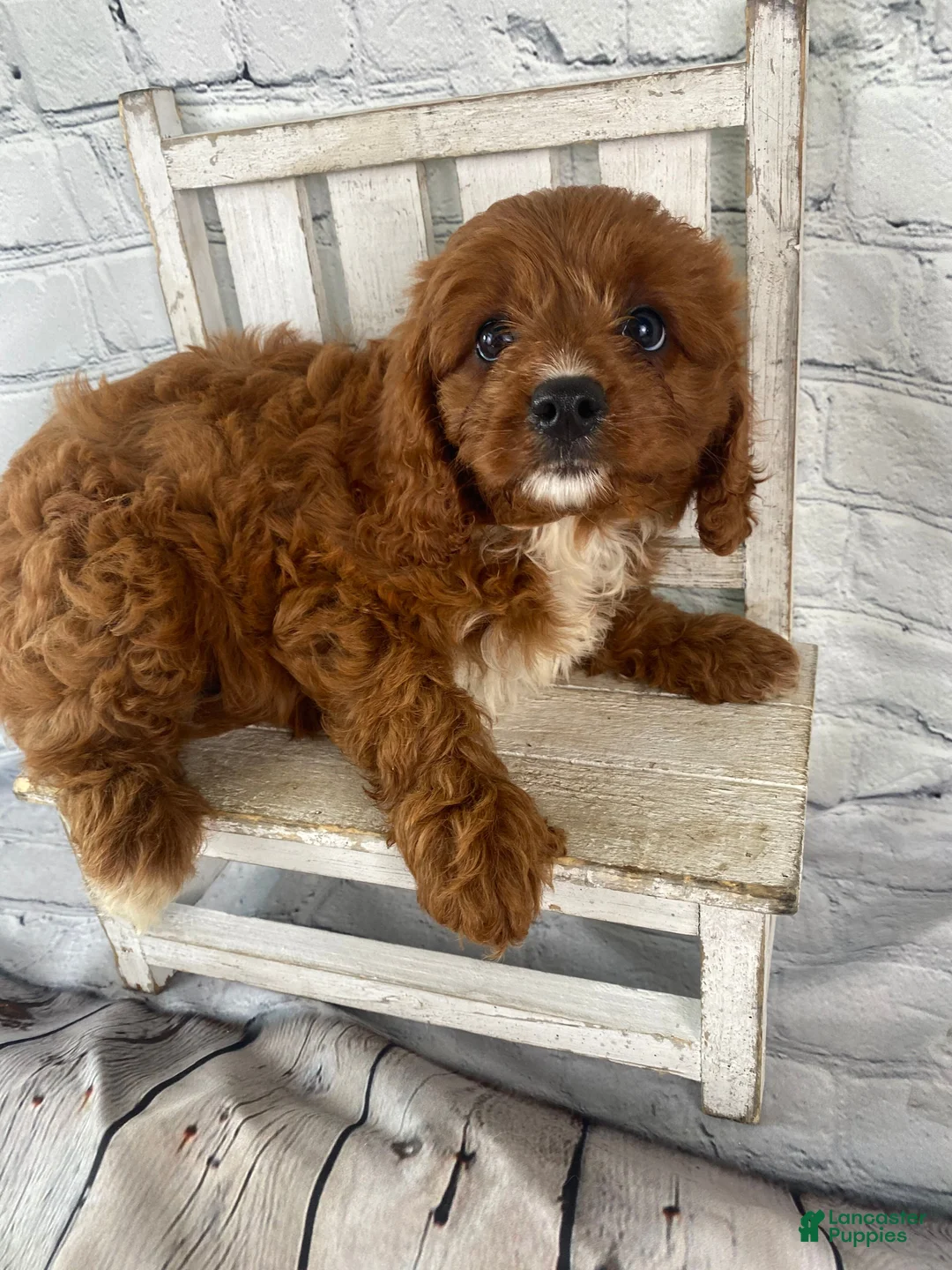 Cavapoo dogs for sale: Tucker - Ad 2
