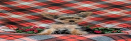 Yorkshire Terrier dogs for sale: Quaid Teacup - Ad 5