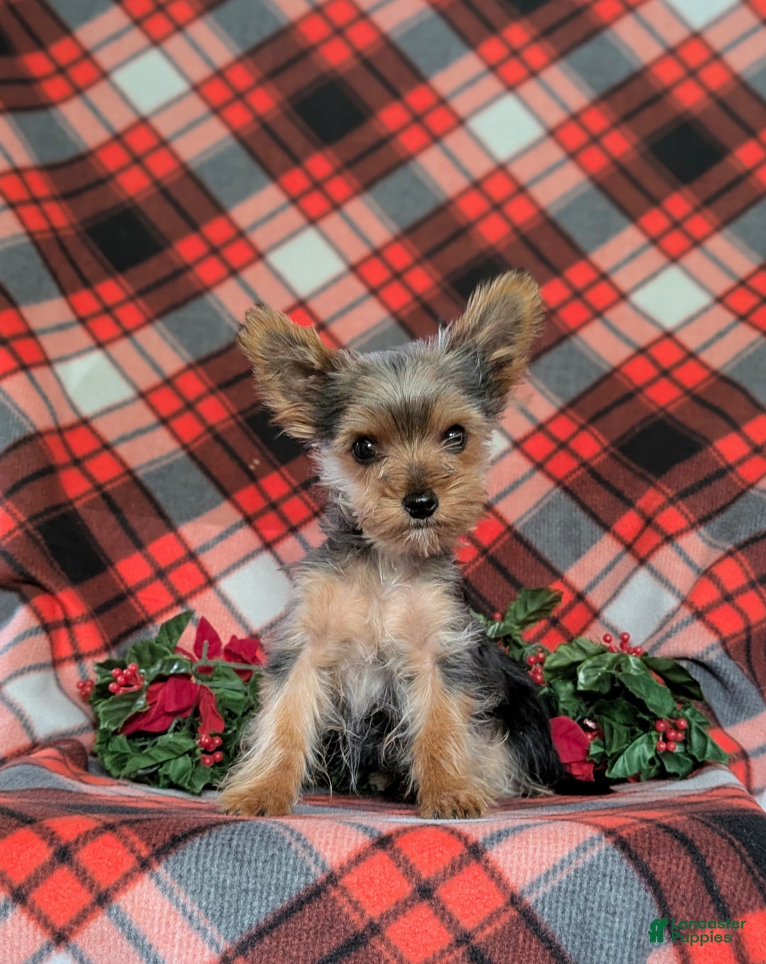 Yorkshire Terrier dogs for sale: Quaid Teacup - Ad 5